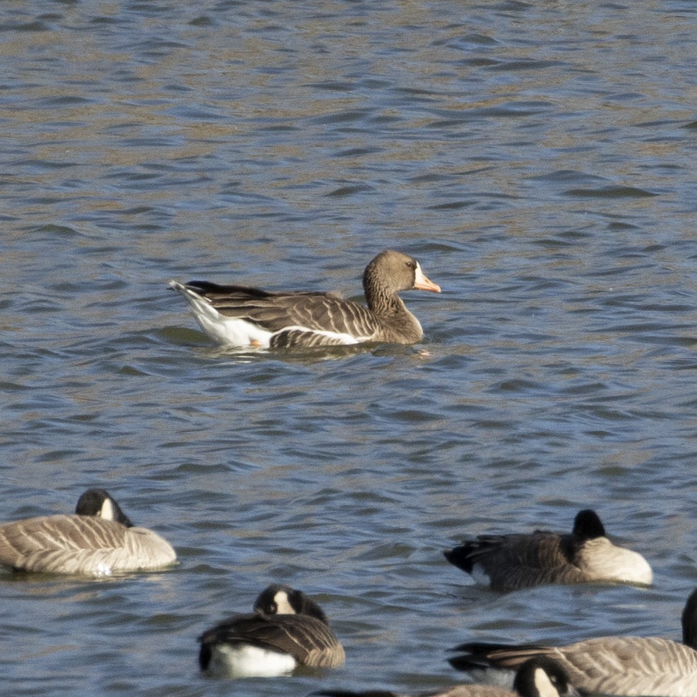 Greater White-fronted Goose - ML392025521
