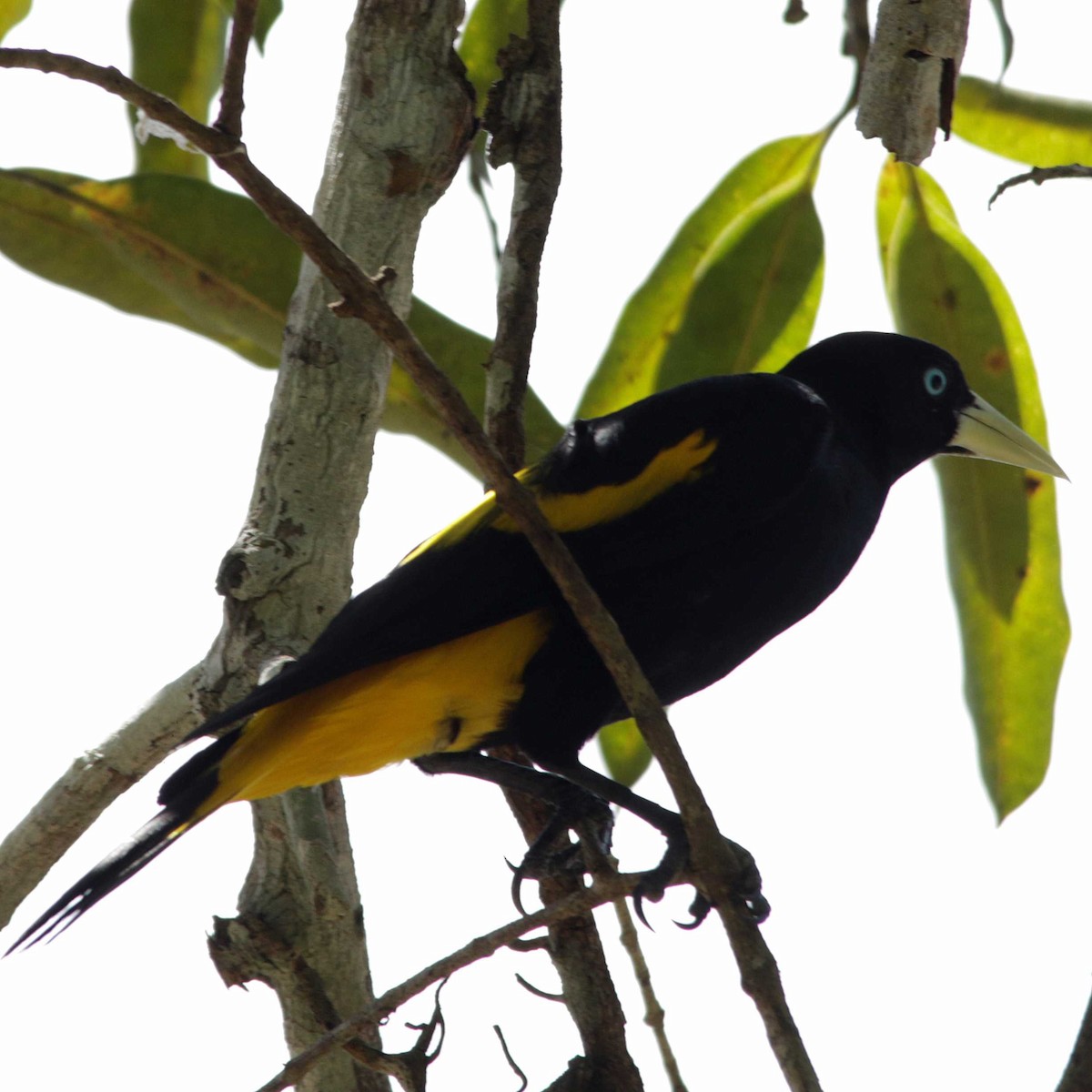 Yellow-rumped Cacique - ML392026521