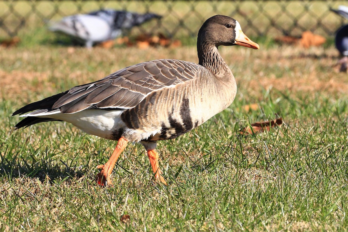 Greater White-fronted Goose - Wolf Jedamski
