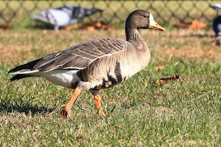 Greater White-fronted Goose, ML392026821