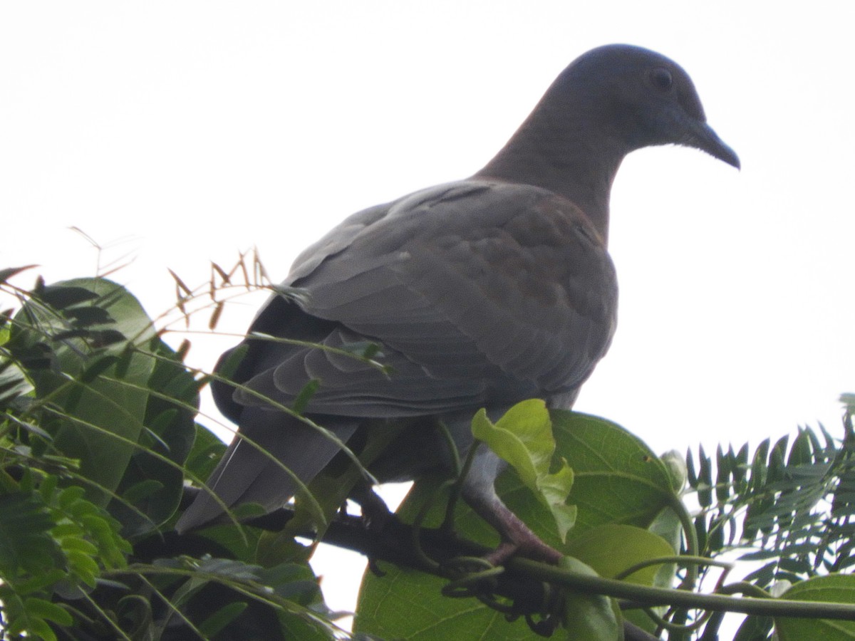 Pale-vented Pigeon - ML392028061