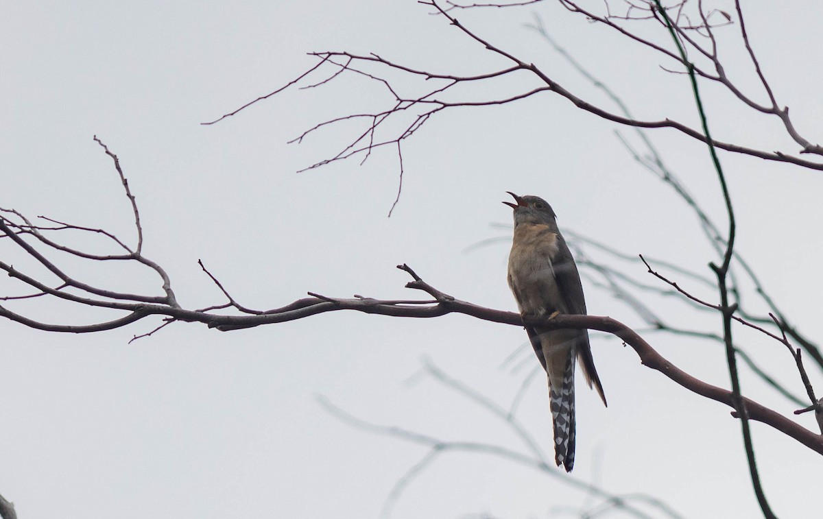 Fan-tailed Cuckoo - ML392030391