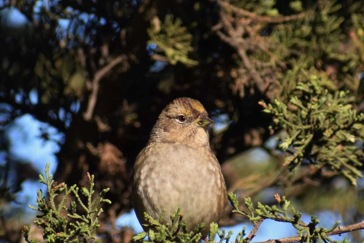 Golden-crowned Sparrow - ML392031861