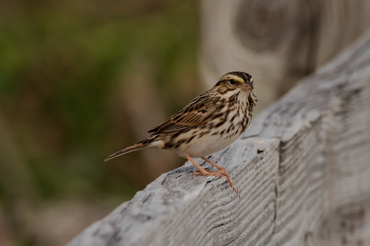 Savannah Sparrow - ML39203231