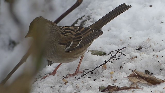 Golden-crowned Sparrow - ML392032321