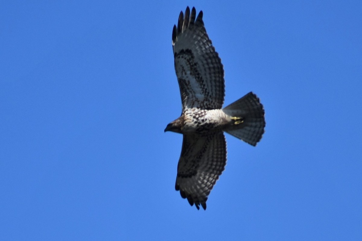 Red-tailed Hawk - ML392033621