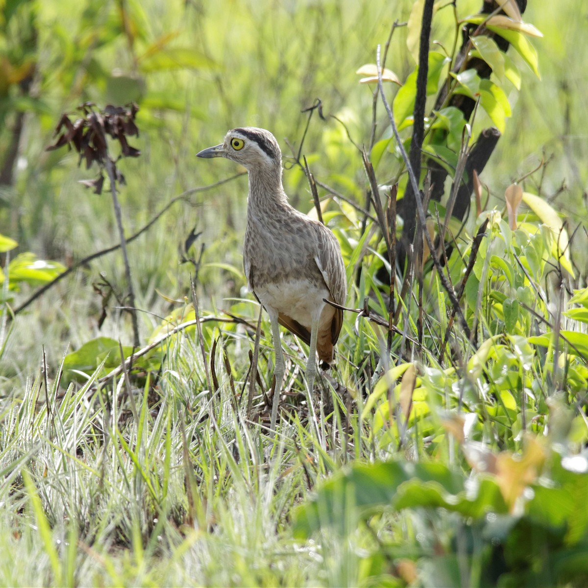 Double-striped Thick-knee - ML392035271