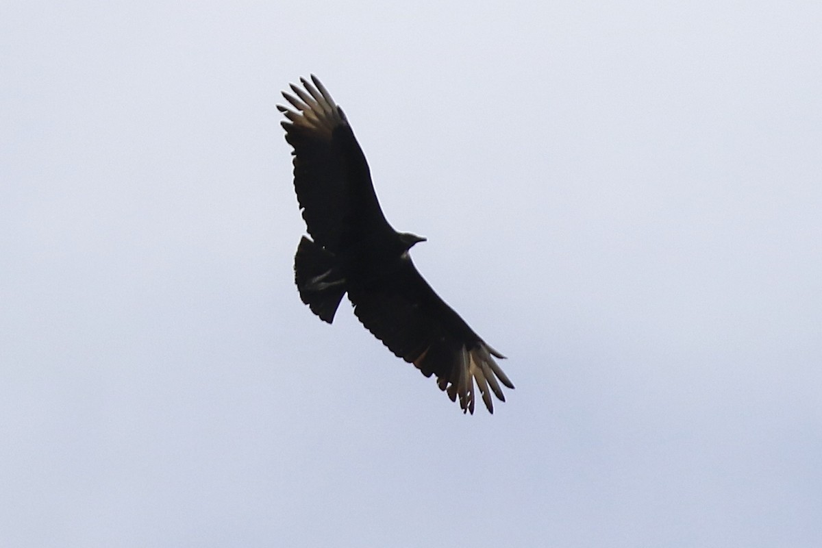 Black Vulture - Denis Tétreault