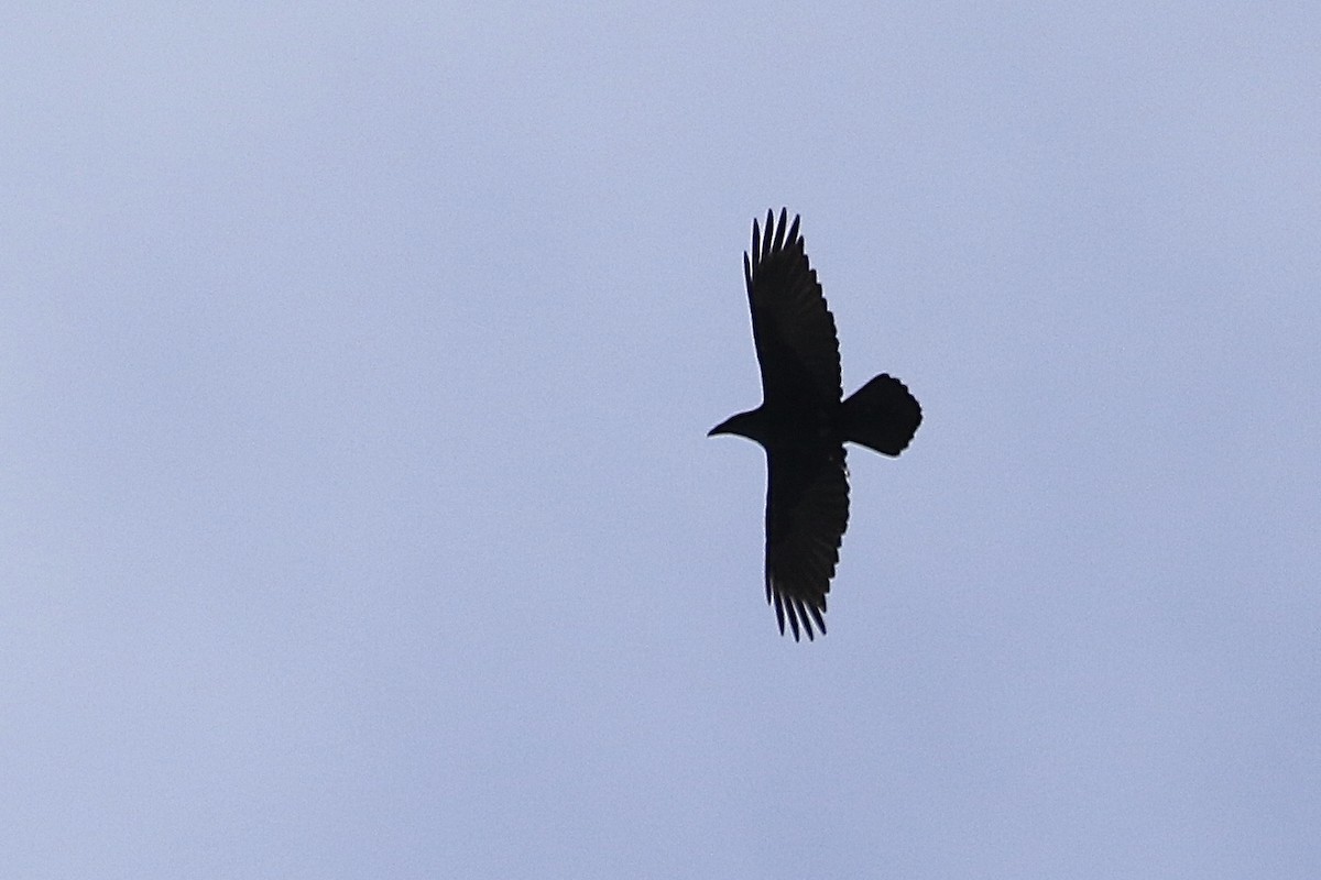 Common Raven - Denis Tétreault