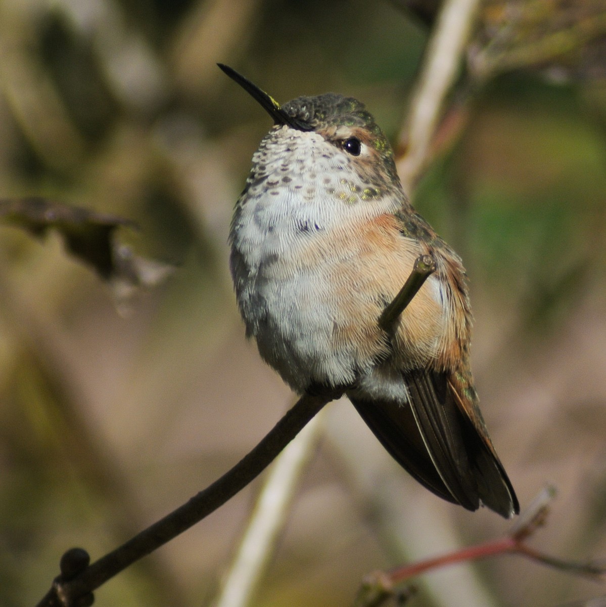 Rufous Hummingbird - Dale Bonk