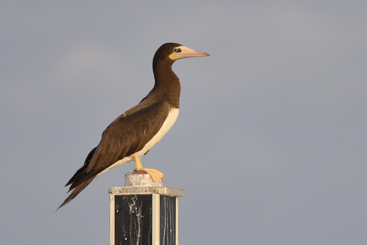 Brown Booby - ML392041531