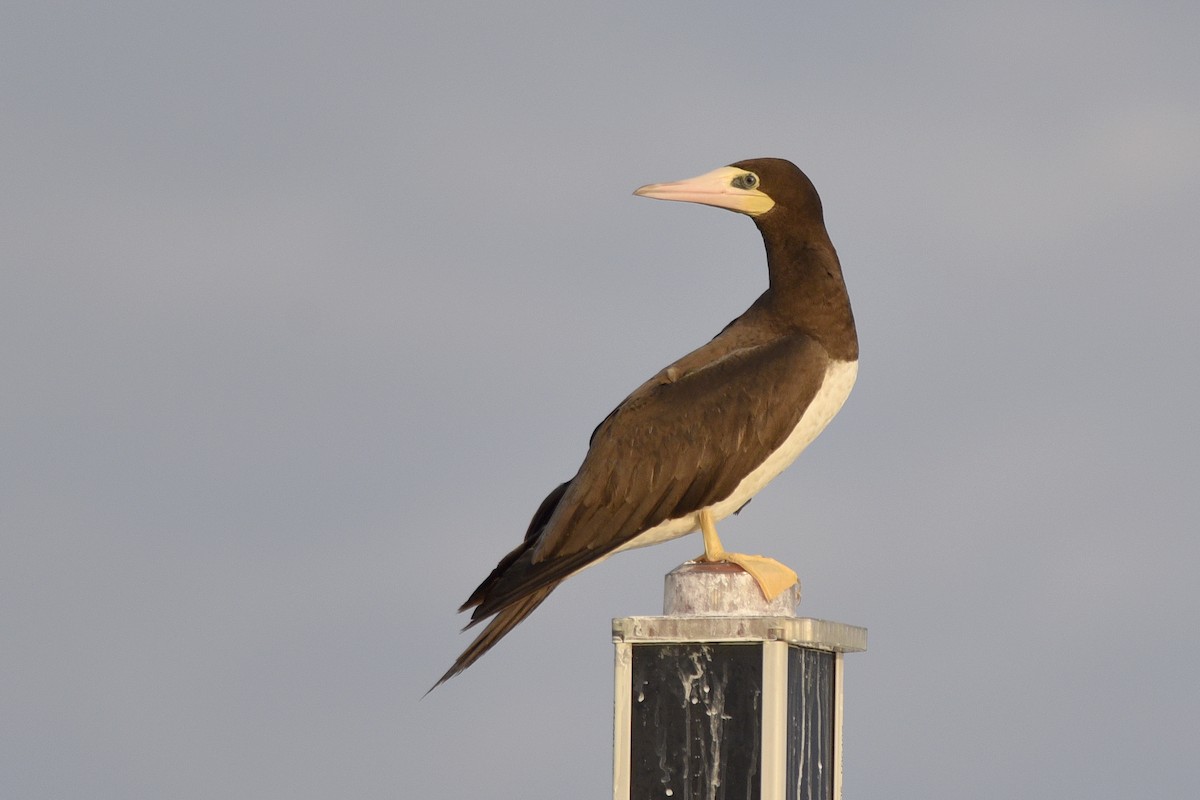 Brown Booby - ML392041541