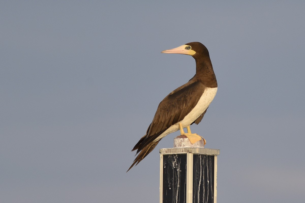 Brown Booby - ML392041621