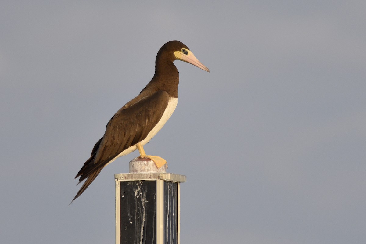 Brown Booby - ML392041741