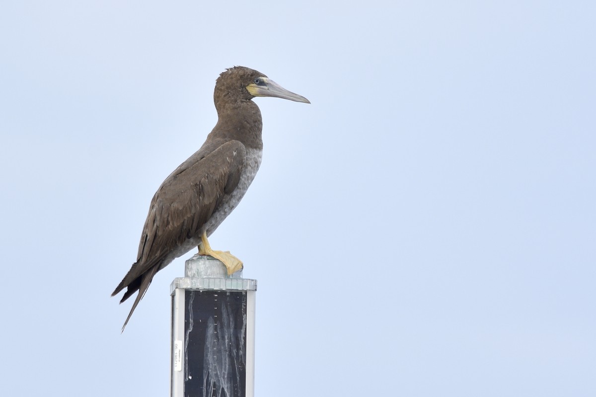 Brown Booby - ML392041931