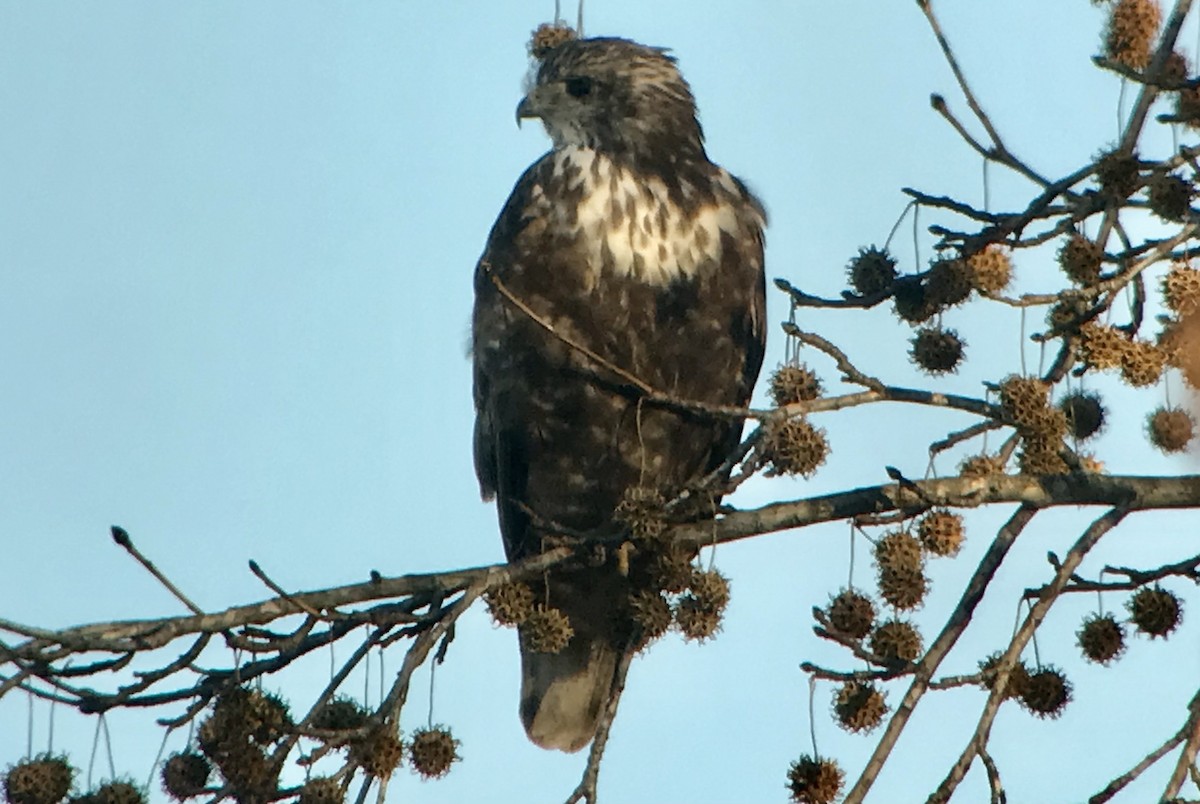 Red-tailed Hawk (Harlan's) - ML392042921