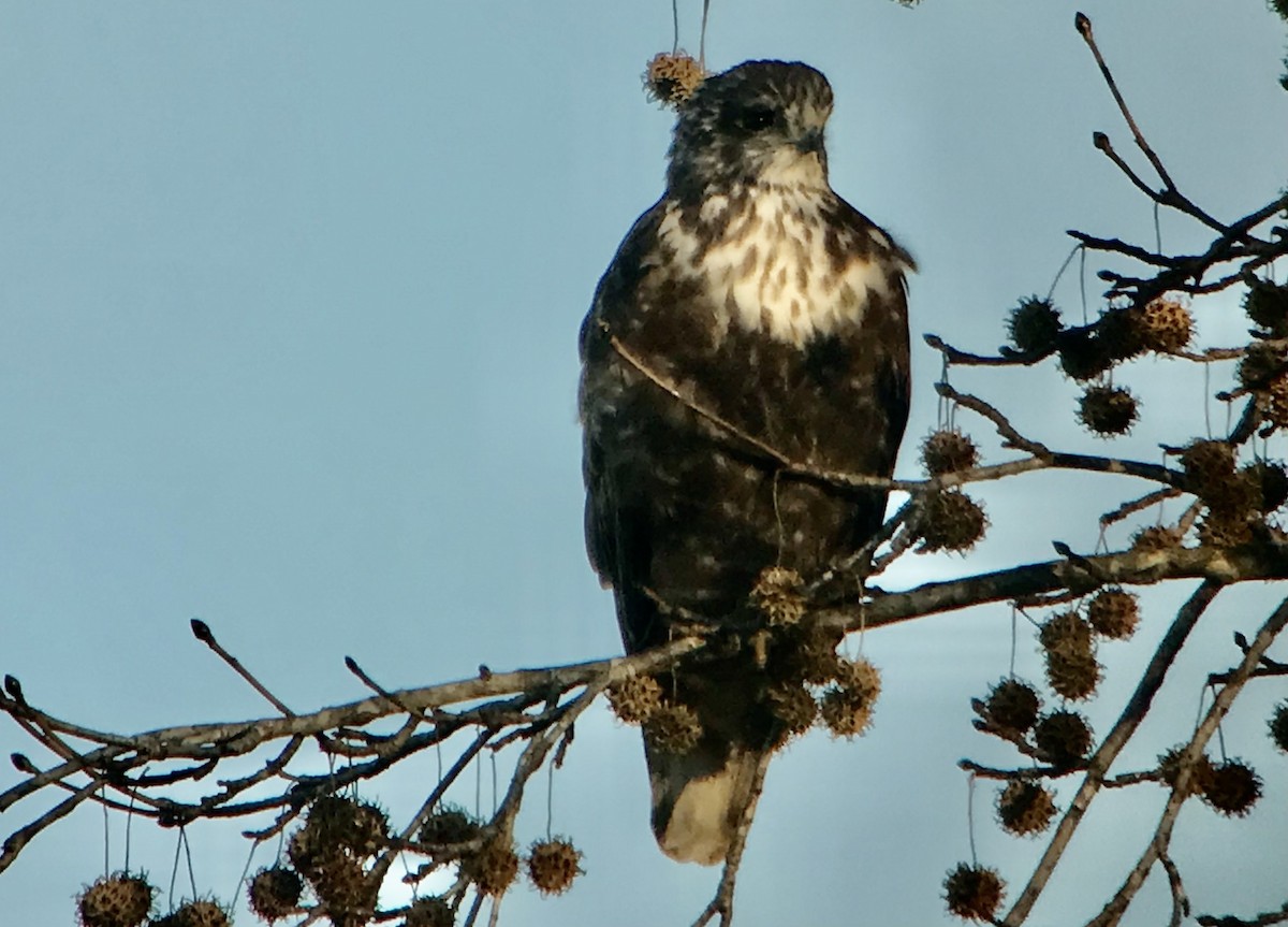 Red-tailed Hawk (Harlan's) - ML392042931