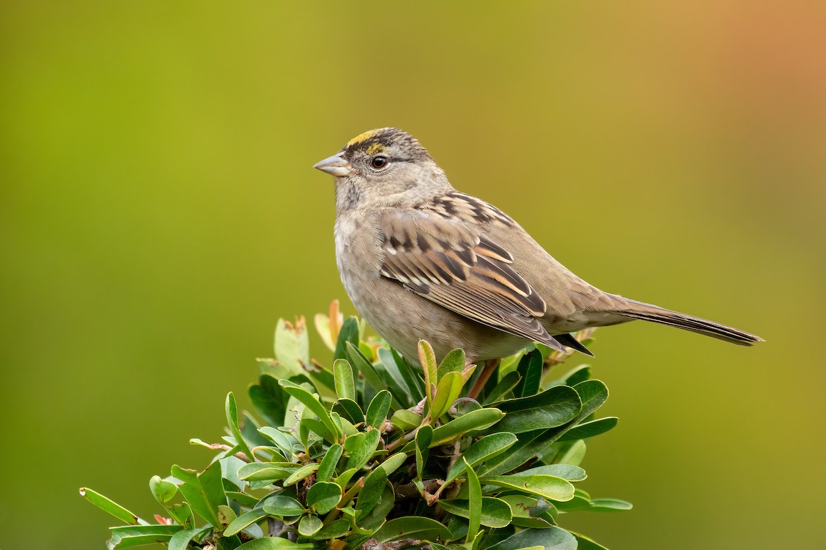 Golden-crowned Sparrow - Dorian Anderson