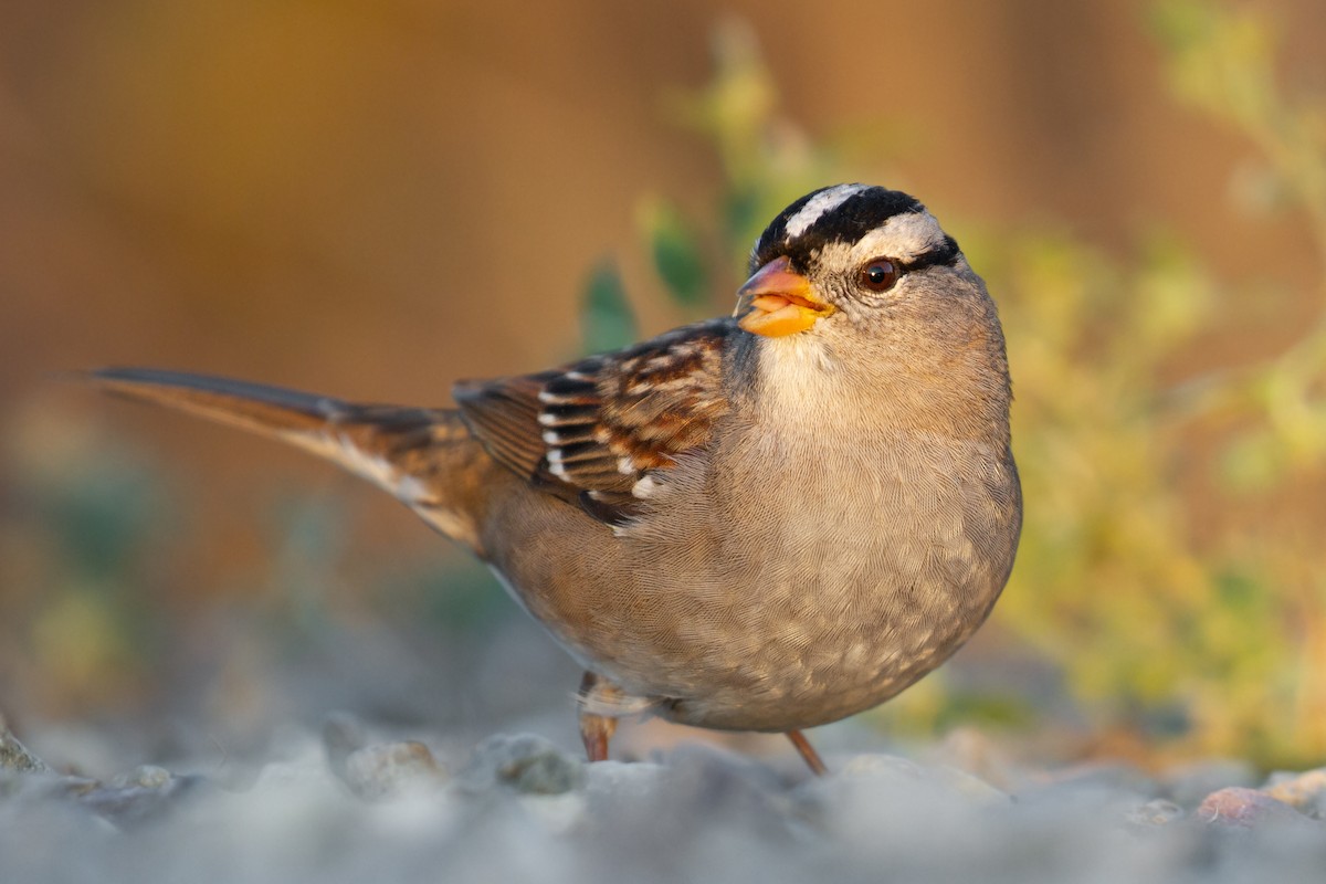 White-crowned Sparrow - ML392045681