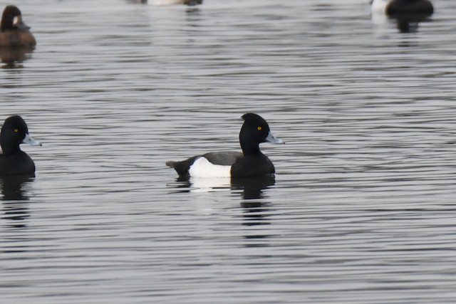 雑種 キンクロハジロ ｘ スズガモ コスズガモ Ebird