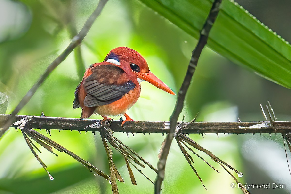 kingfisher sp. - Raymond  Dan