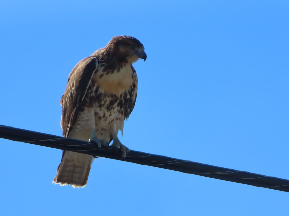 Red-tailed Hawk - ML392053101