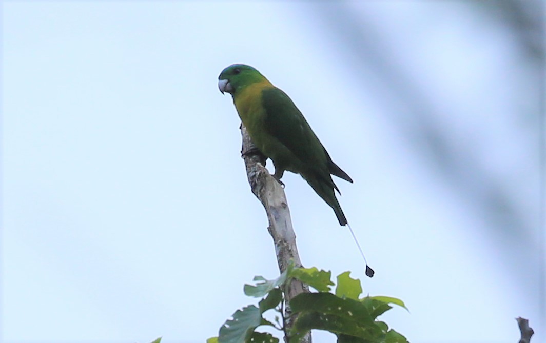 Yellow-breasted Racquet-tail - ML392055311