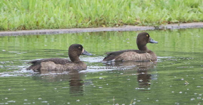 Tufted Duck - ML39205611