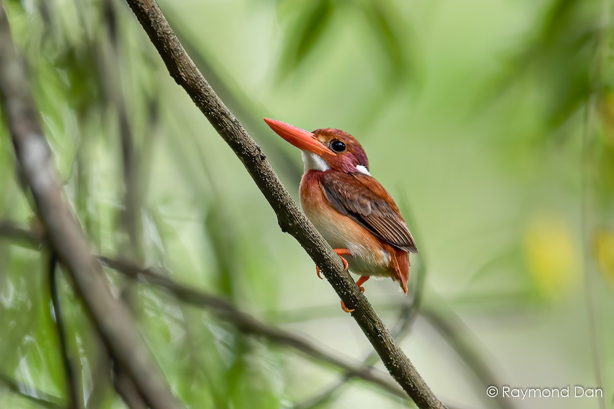 kingfisher sp. - eBird