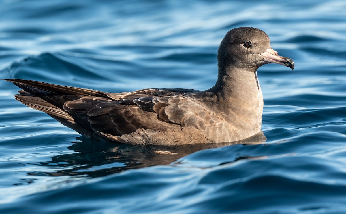 Flesh-footed Shearwater - ML392057511