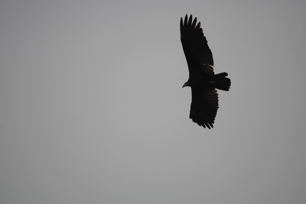 Greater Yellow-headed Vulture - ML392063151