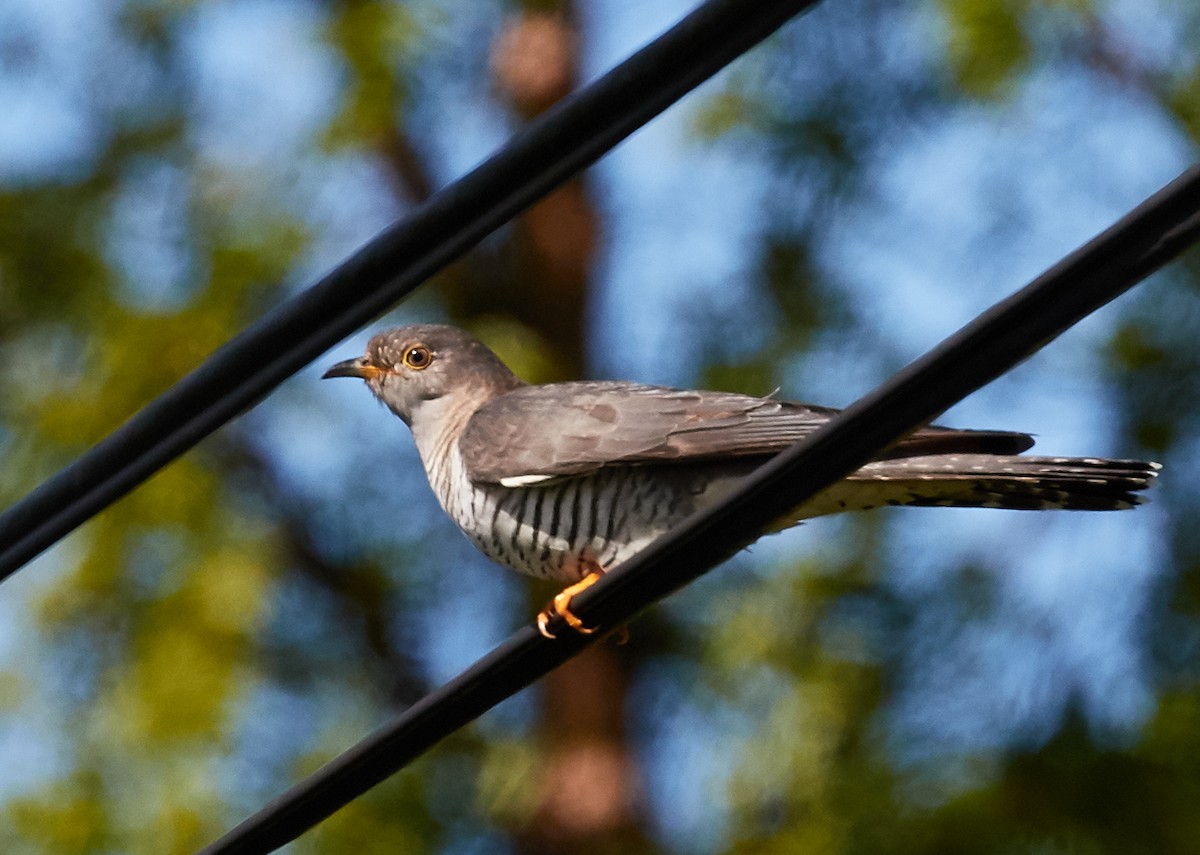 Common Cuckoo - ML39206421