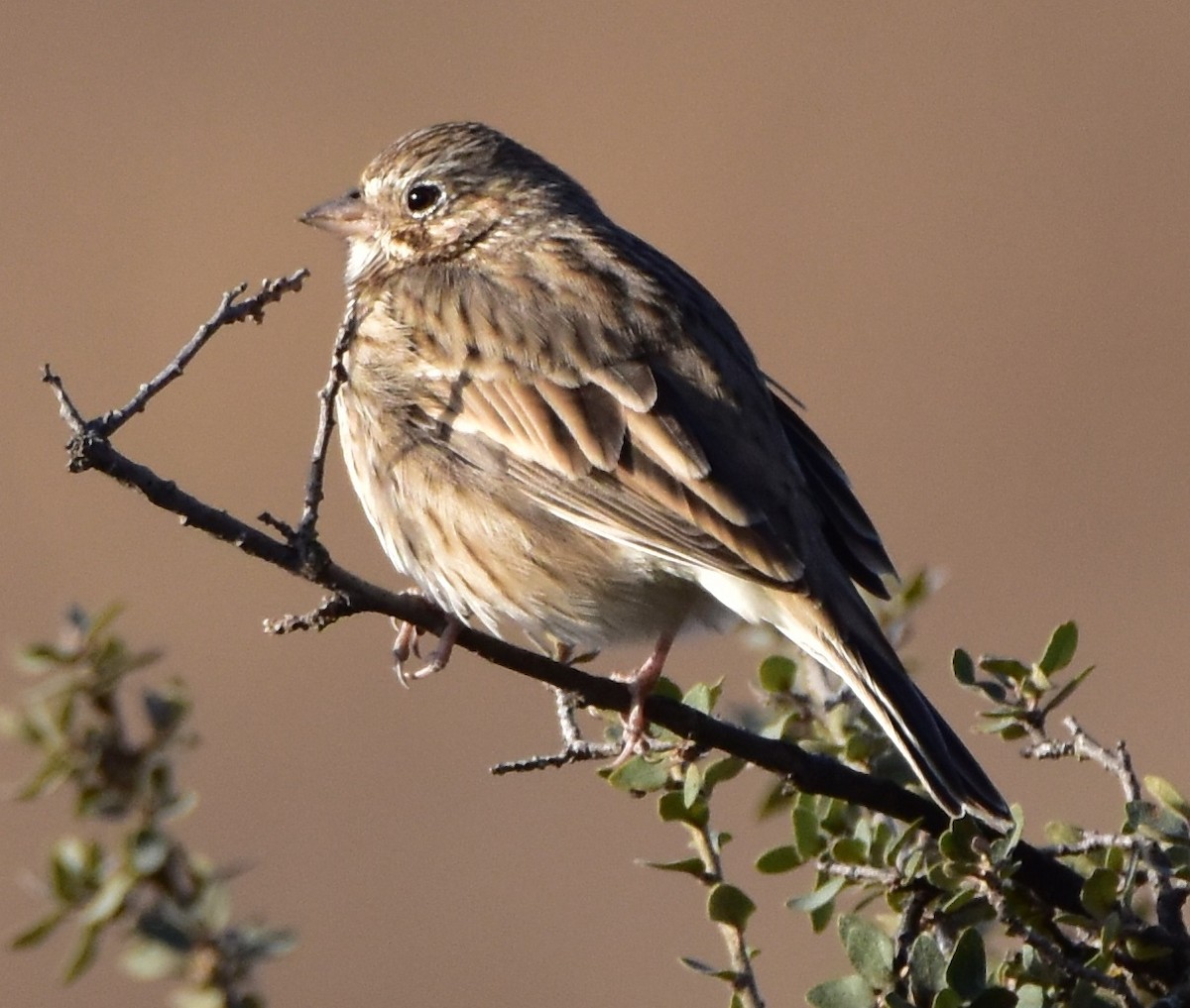 Vesper Sparrow - Leonardo Guzmán (Kingfisher Birdwatching Nuevo León)