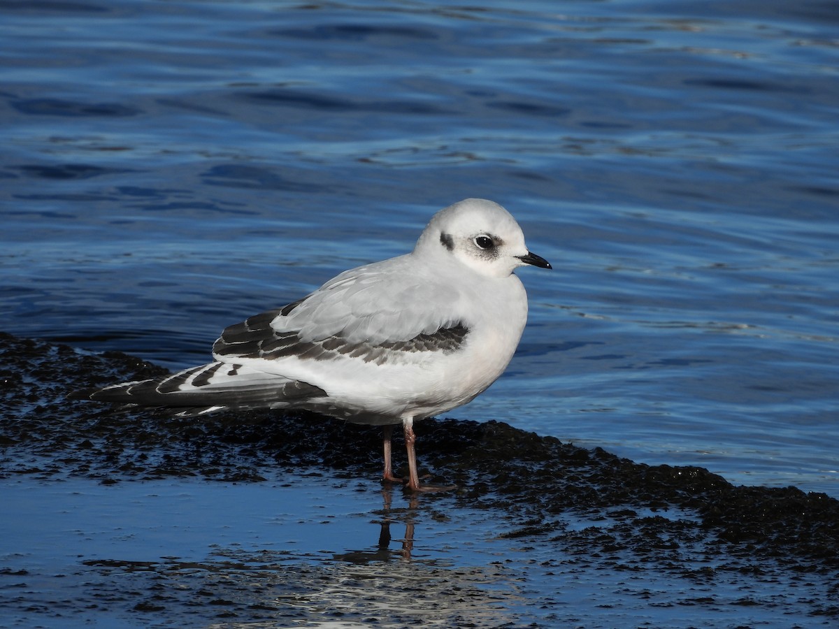 Minnesota Rare Bird Documentation Minnesota eBird
