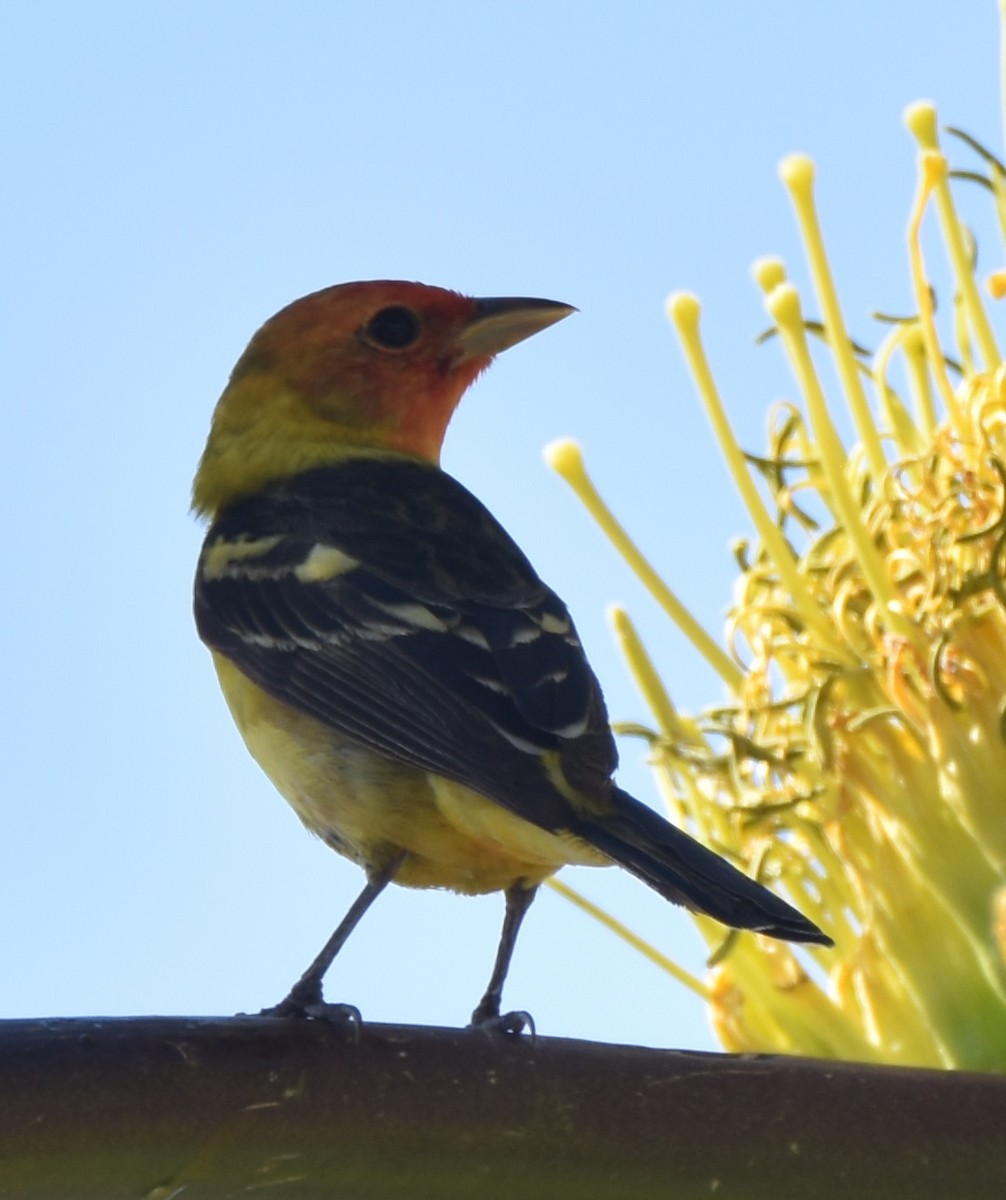 Western Tanager - Leonardo Guzmán (Kingfisher Birdwatching Nuevo León)