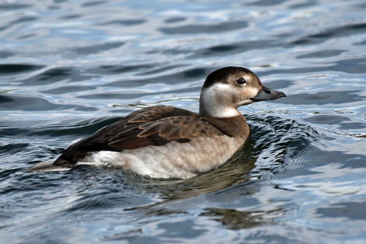 Long-tailed Duck - ML392081121