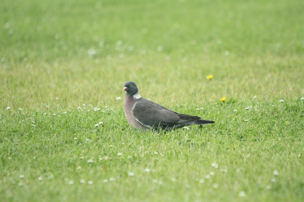 Common Wood-Pigeon - John Pike