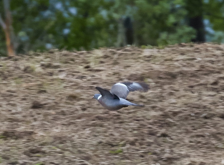 Common Wood-Pigeon - ML39208531