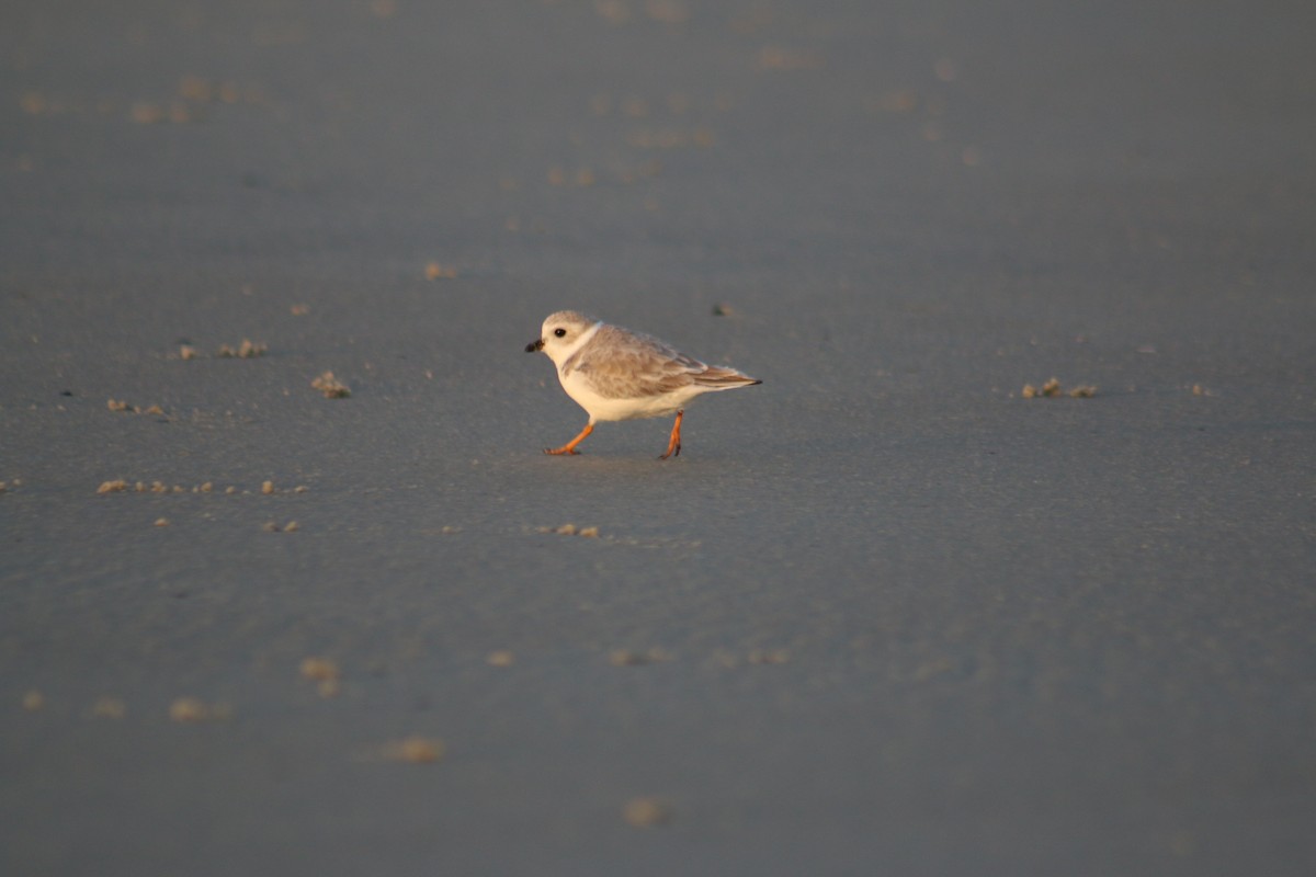 Piping Plover - ML39208691