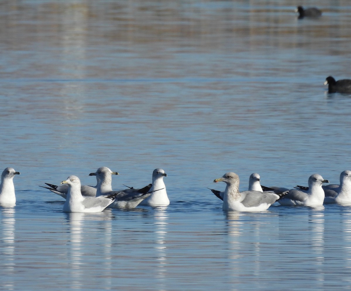 eBird Checklist - 29 Nov 2021 - Desert Center--Lake Tamarisk - 45 ...