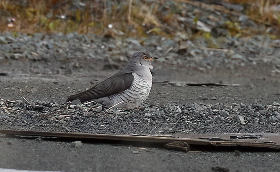 Common Cuckoo - ML392088511