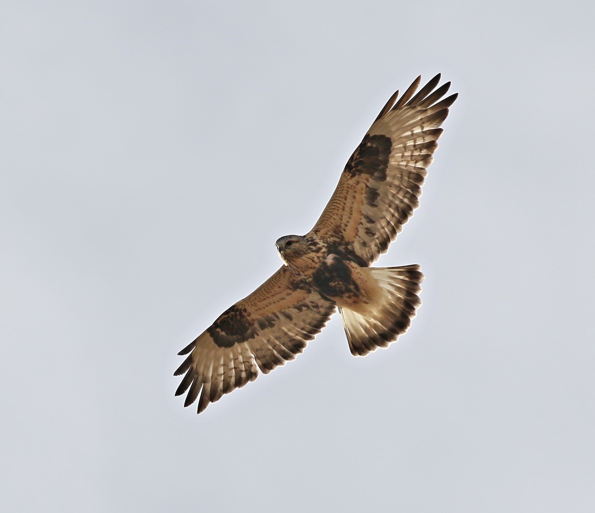 ML392091091 - Rough-legged Hawk - Macaulay Library