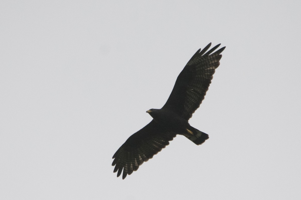Zone-tailed Hawk - ML39209591