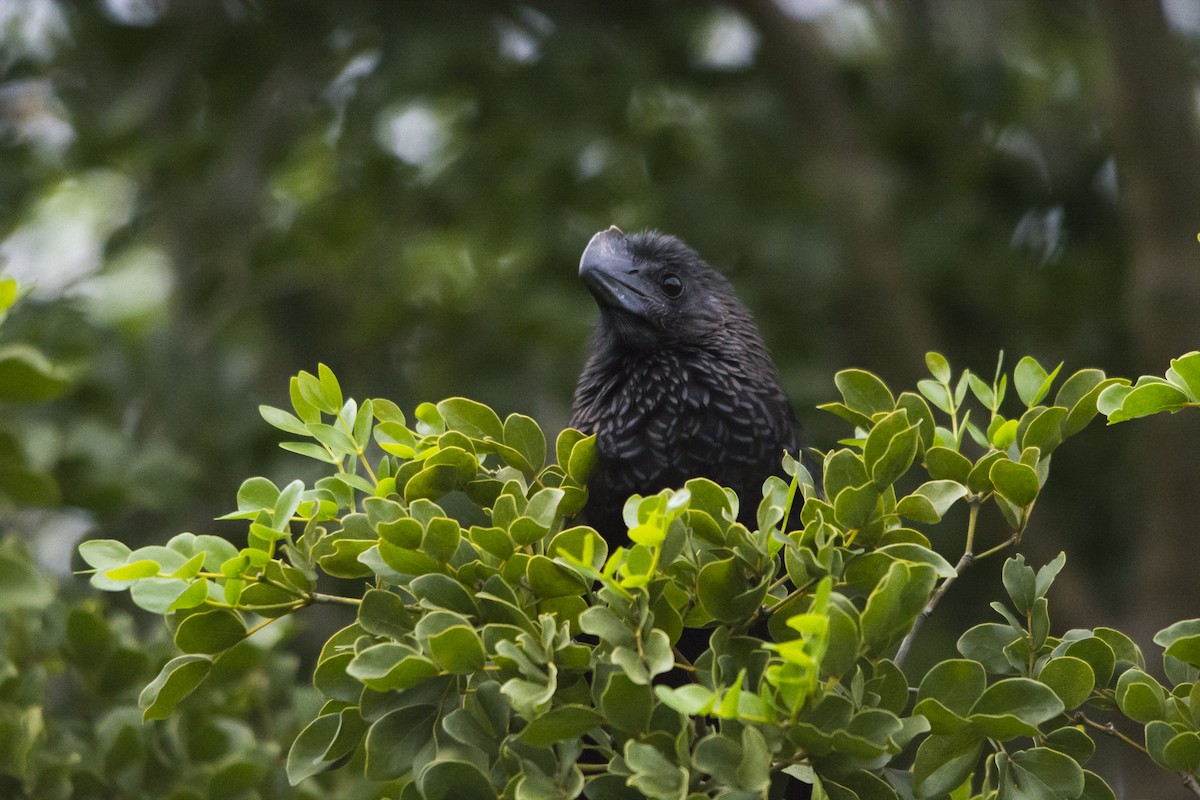 Smooth-billed Ani - Jerome Foster