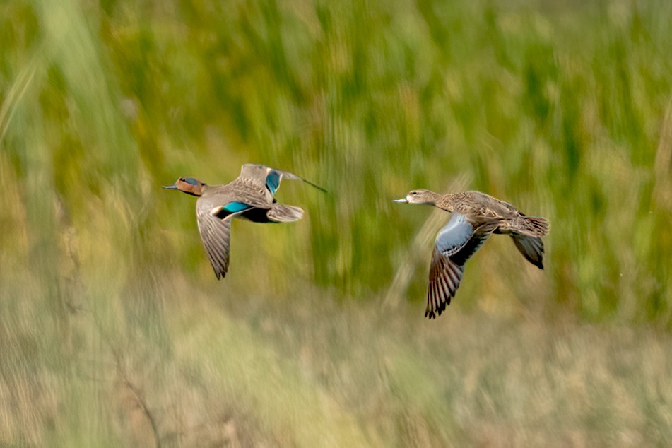 Green-winged Teal - ML392098501