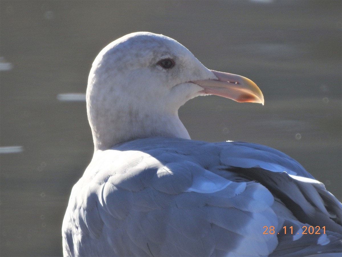 Glaucous-winged Gull - ML392099251