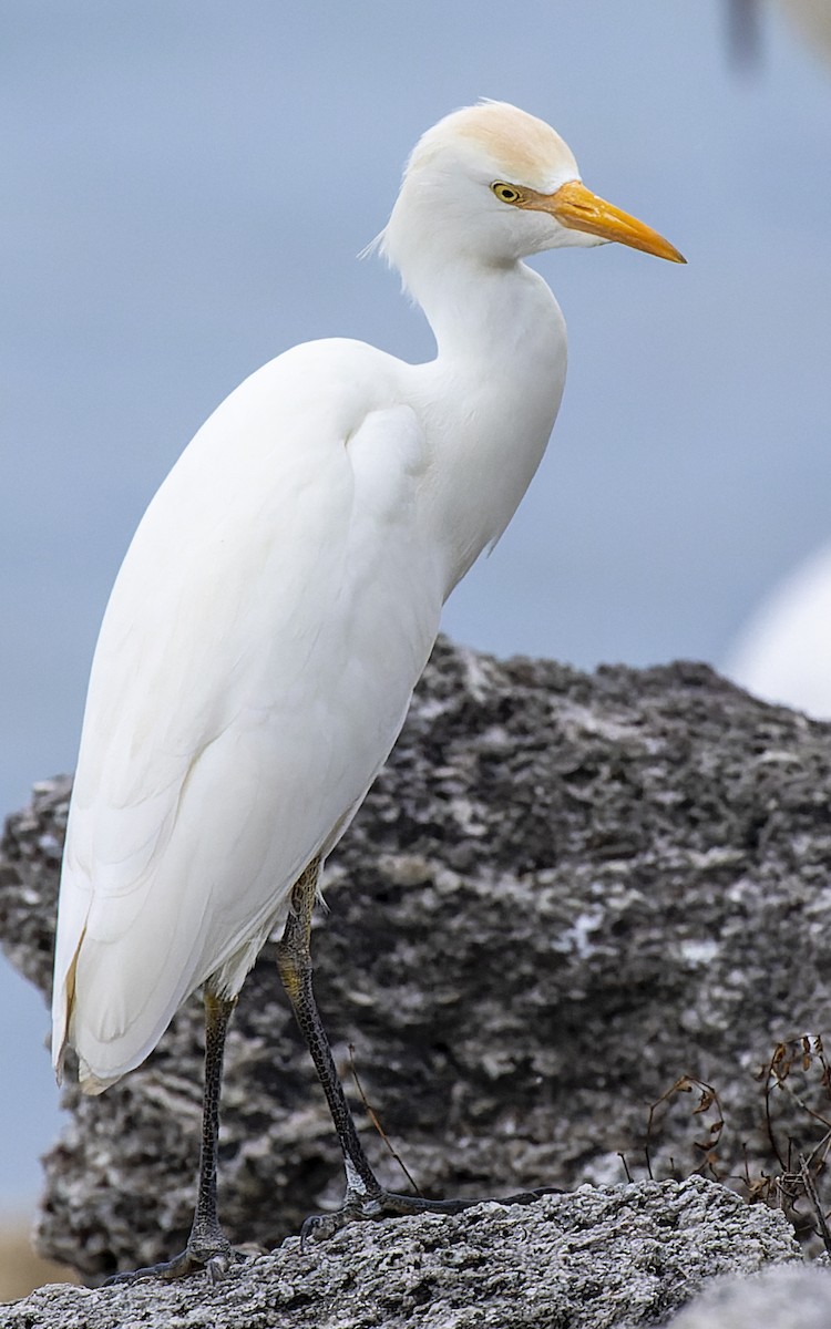 Western Cattle Egret - Gary Leavens