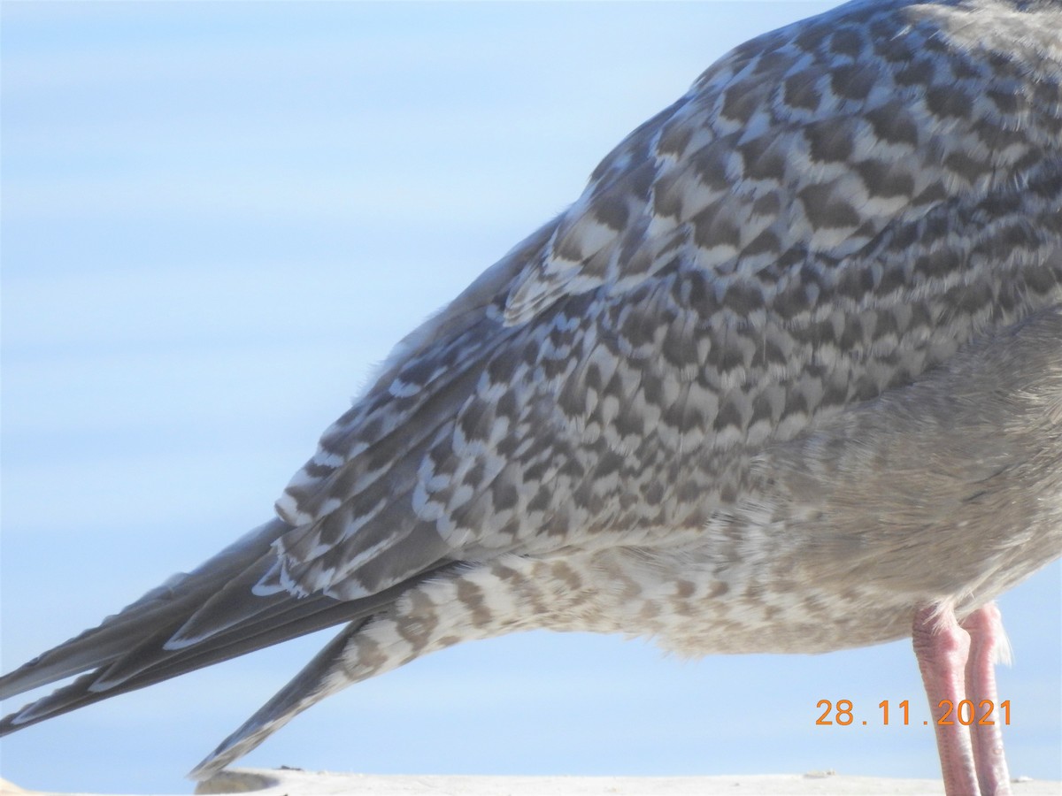 Iceland Gull (Thayer's) - dave haupt