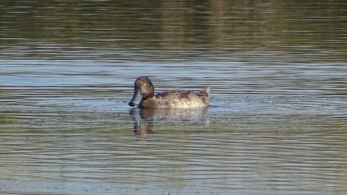 Tufted Duck - ML392101201