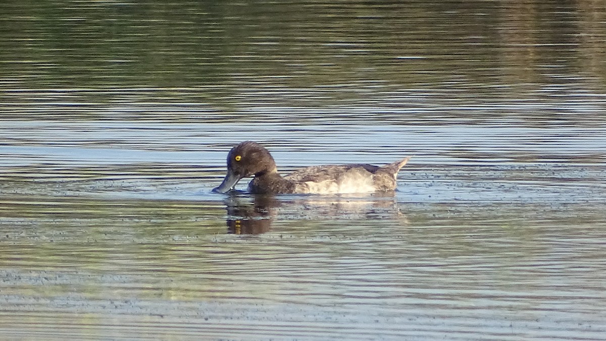 Tufted Duck - ML392101221